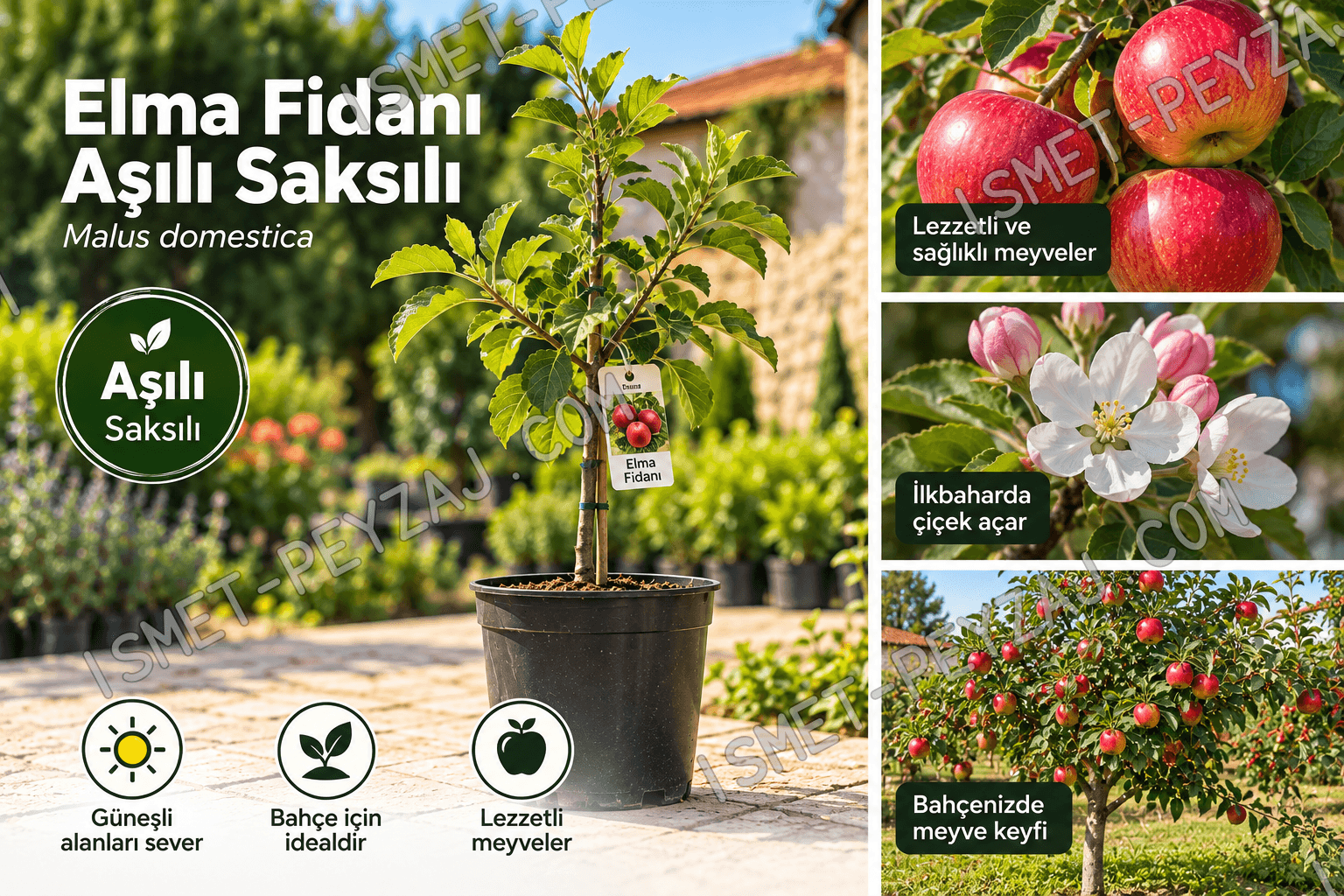 elma-fidani-asili