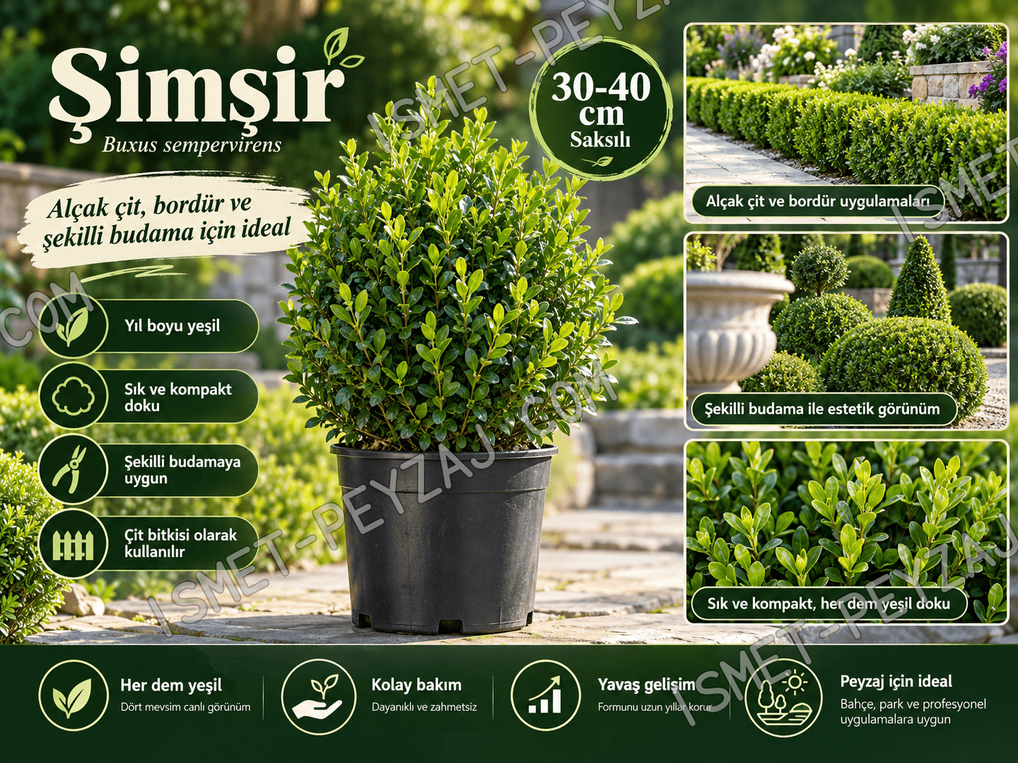 şimşir