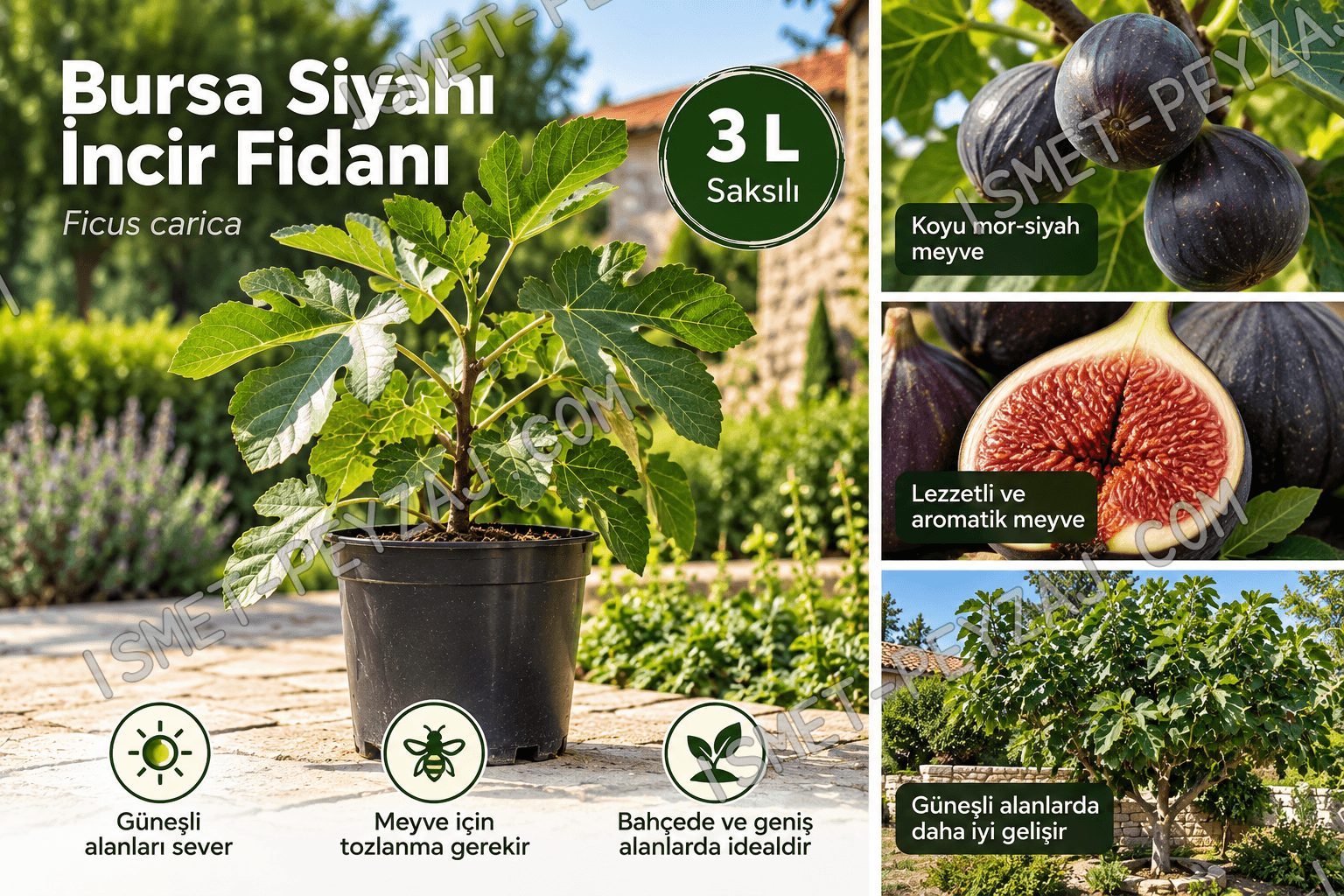 bursa-siyahı-incir-fidan