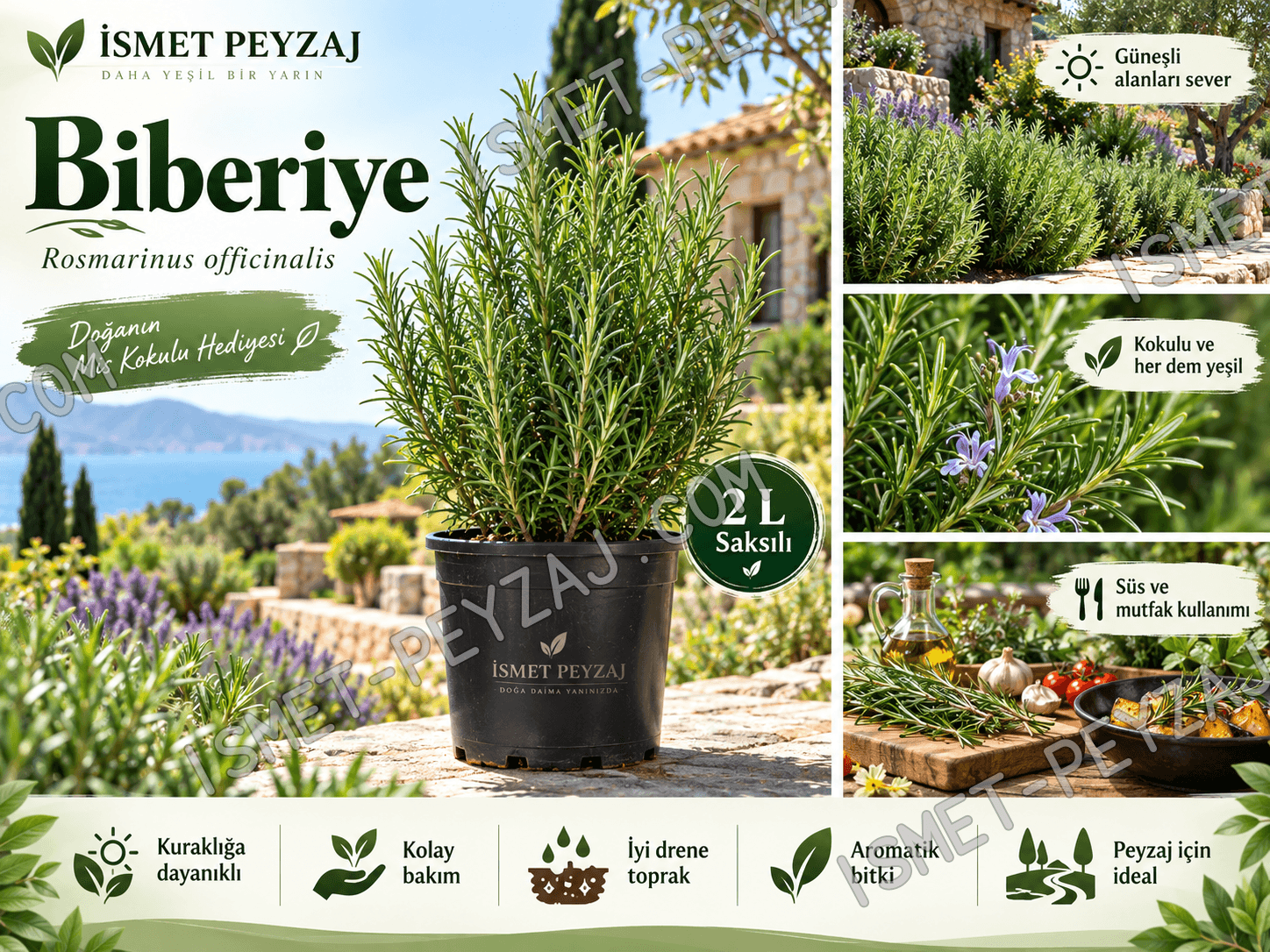 biberiye-2l-fidan