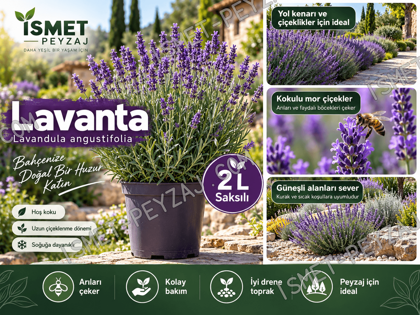 lavanta-2l-mor