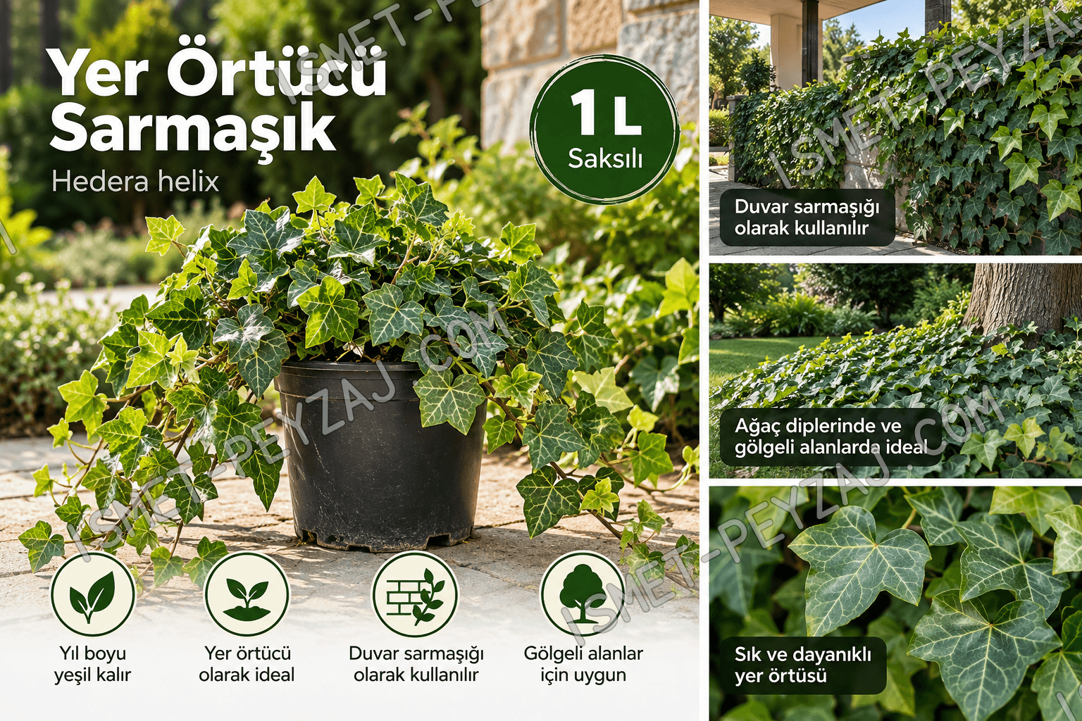 yer-ortucu-sarmasik